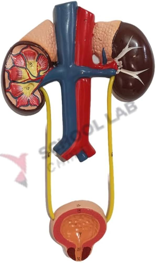 Excretory System Model